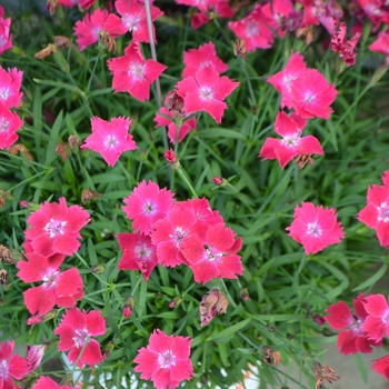 Dianthus Beauties 'Kahori Scarlet®' - Border Carnation