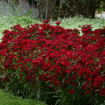 Dianthus hybrid 'Rockin' Red' - Border Carnation