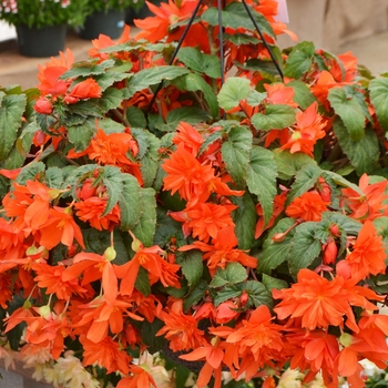 Begonia hybrid - Belleconia™ Hot Orange