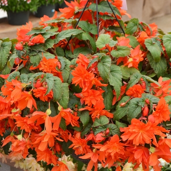 Begonia hybrid - Belleconia™ Hot Orange