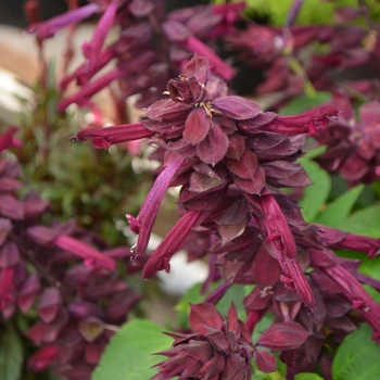 Salvia splendens - Vista Purple Salvia, Scarlet Sage