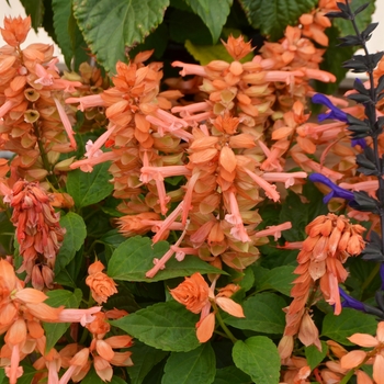 Salvia splendens 'Saucy Coral' - Salvia