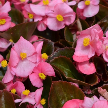 Begonia semperflorens 'Cocktail Gin' - Begonia