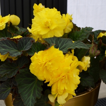 Begonia x tuberhybrida 'Yellow' - Begonia, Nonstop®