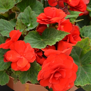 Begonia x tuberhybrida 'Red' - Begonia, Nonstop®