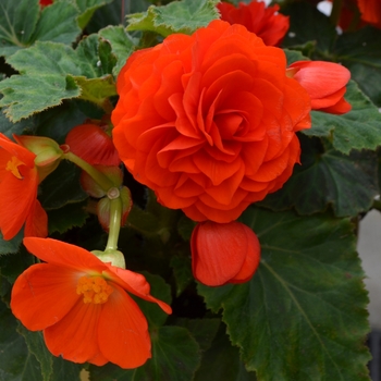 Begonia x tuberhybrida 'Orange' - Begonia, Nonstop®