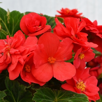 Begonia x tuberhybrida 'Deep Rose' - Begonia, Nonstop®