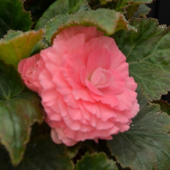 Begonia 'Nonstop Pink' - Begonia, Nonstop®