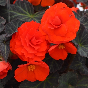 Begonia Nonstop® 'Mocca Orange' - Begonia 