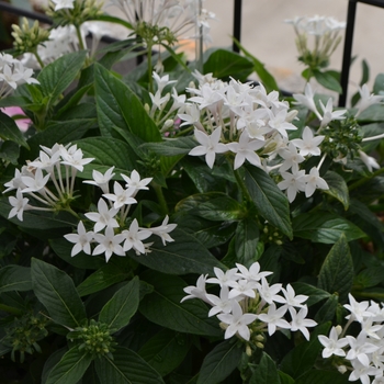 Pentas lanceolata 'Lucky Star™ White' - Pentas (Starflower)