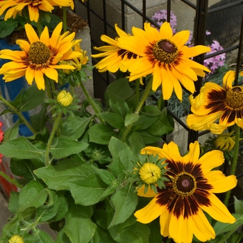 Rudbeckia hirta 'Denver Daisy™ ' - Black-Eyed Susan