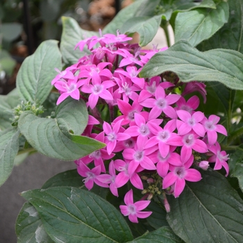 Pentas lanceolata 'Lucky Star™ Violet' - Pentas (Starflower)