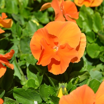 Viola x wittrockiana 'Inspire® Plus Orange' - Pansy
