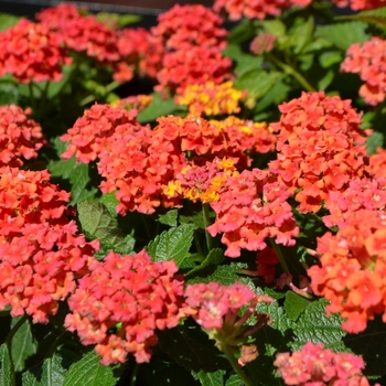 Lantana camara - Bloomify™ Red 