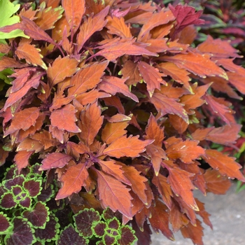 Solenostemon scutellarioides Flame Thrower™ 'Habanero' - Coleus