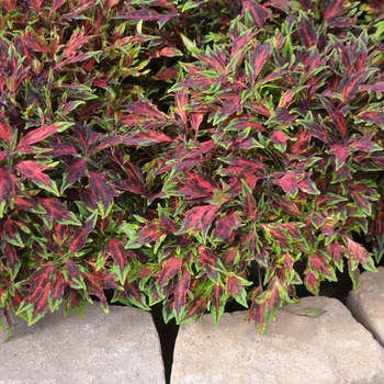 Solenostemon scutellarioides Flame Thrower™ 'Chili Pepper' - Coleus