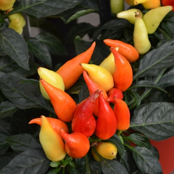 Capsicum annuum 'Blaze' - Ornamental Pepper