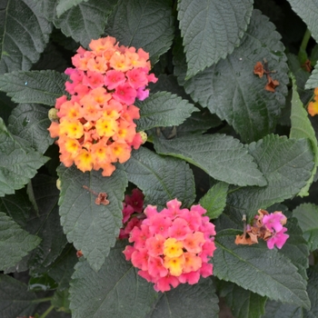 Lantana camara - Bloomify™ Rose 