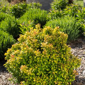 Berberis thunbergii 'BailErin' - Limoncello™ Barberry 