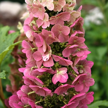 Hydrangea quercifolia - Jetstream™ 