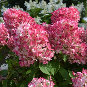 Hydrangea paniculata Rendia - Diamante Rouge™ HP524 Hydrangea 