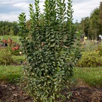 Ligustrum vulgare Swift - Straight Talk™ Privet 