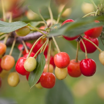 Prunus Eubank - Sweet Cherry Pie™ Cherry 