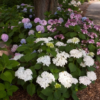 Hydrangea macrophylla - 'Blushing Bride' 