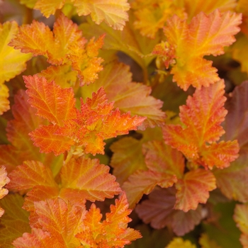 Physocarpus opulifolius 'Jefam' - Amber Jubilee™ Ninebark 