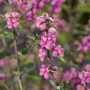 Symphoricarpos x doorenbosii - 'Candy™' Coral Berry