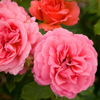 Rosa 'BAIsme' PP18506 - Easy Elegance® 'Kiss Me' Rose 