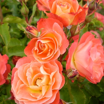 Rosa 'BAIove' - Easy Elegance® 'Coral Cove' 