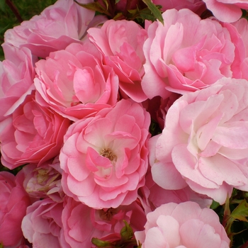 Rosa 'BAImas' - Pinktopia Rose 