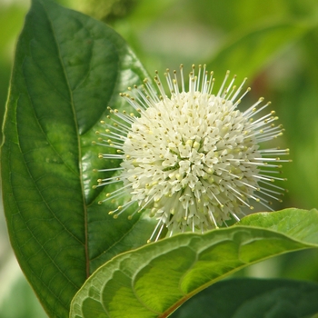 Cephalanthus occidentalis 'Bailoptics' - Fiber Optics®