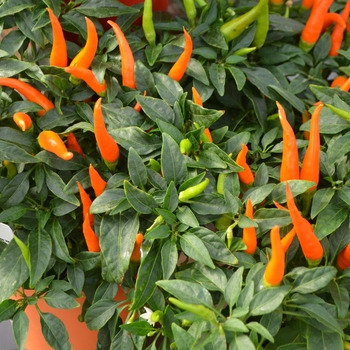 Capsicum annuum 'Santos Orange' - Ornamental Pepper