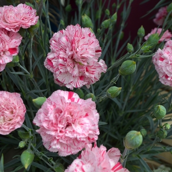 Dianthus 'Devon Cottage™ Pinball Wizard' - Border Carnation