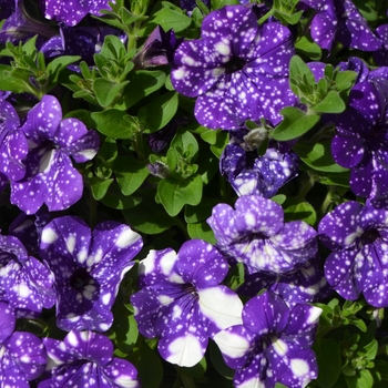 Petunia 'Headliner™ Night Sky' - Petunia