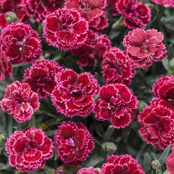 Dianthus hybrid - Fruit Punch® 'Black Cherry Frost'