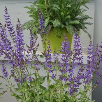 Salvia nemerosa 'Marcus® ' - Meadow Sage