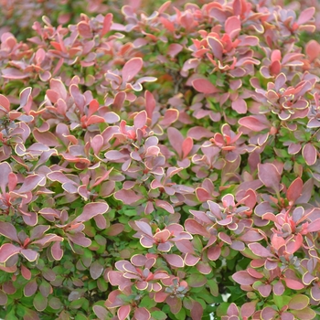 Berberis thunbergii ''Goruzam'' - Golden Ruby® Barberry