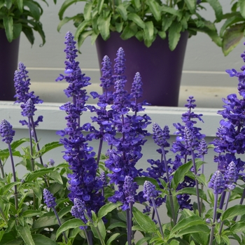 Salvia farinacea Sallyfun™ 'Deep Ocean' - Salvia 