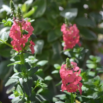 Diascia 'Upright Rose Pink' - Sundiascia® Twinspur