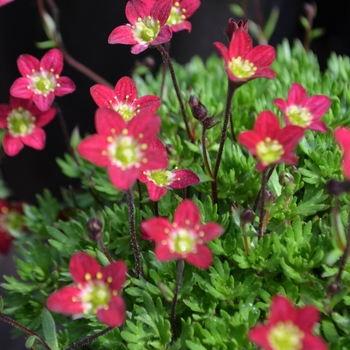 Saxifraga x arendsii 'Touran™ Scarlet' - Rockfoil