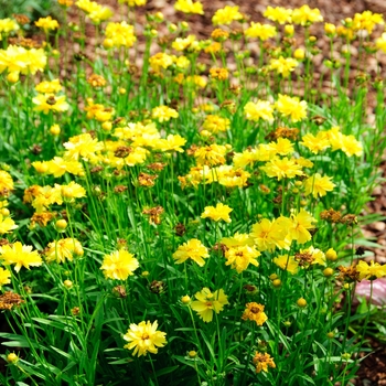 Coreopsis 'Leading Lady Charlize' - Tickseed