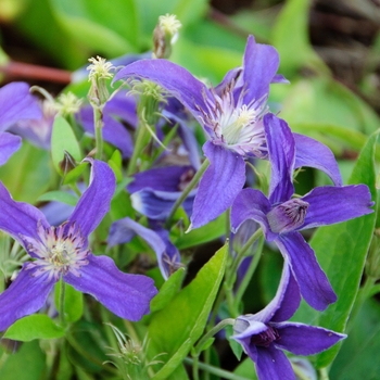 Clematis Sapphire Indigo™ - Clematis