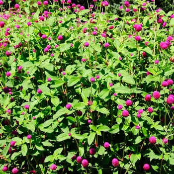 Gomphrena globosa 'Ping Pong Purple' - Gomphrena