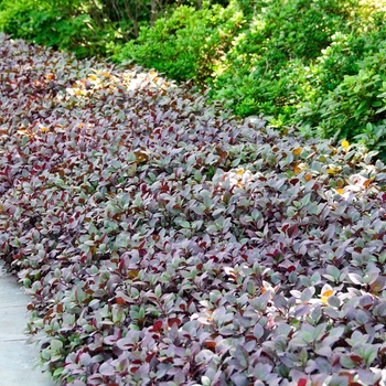 Alternanthera 'Little Ruby' - Alternanthera