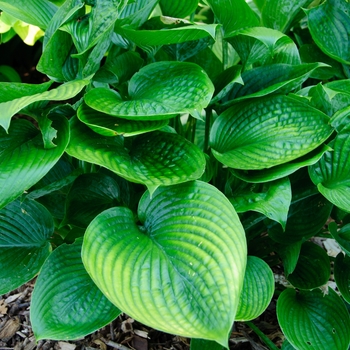 Hosta 'Blue Hawaii' - Plantain Lily