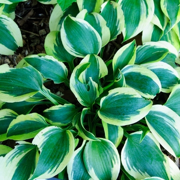 Hosta hybrid - Shadowland® Autumn Frost 