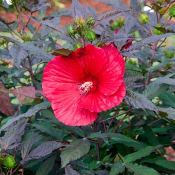 Hibiscus 'Midnight Marvel' - Rose Mallow